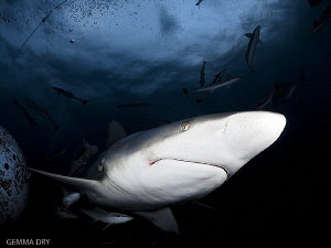 Blacktip shark at Aliwal Shoal by Gemma Dry 